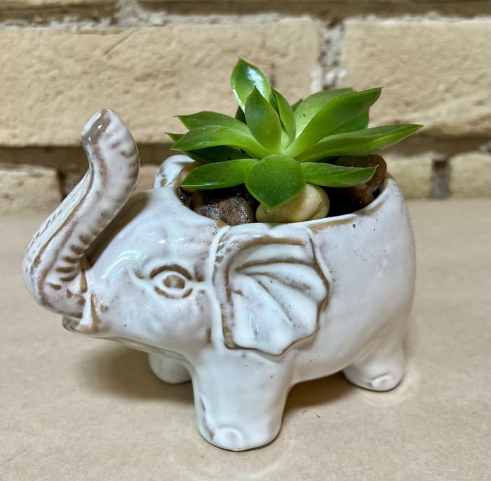 Succulent Elephant Small