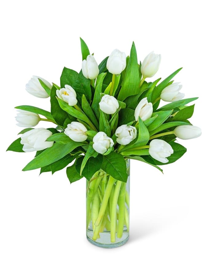 White Tulips