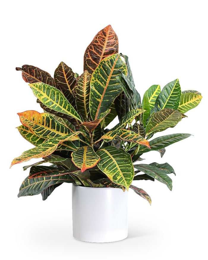 Croton Petra Plant