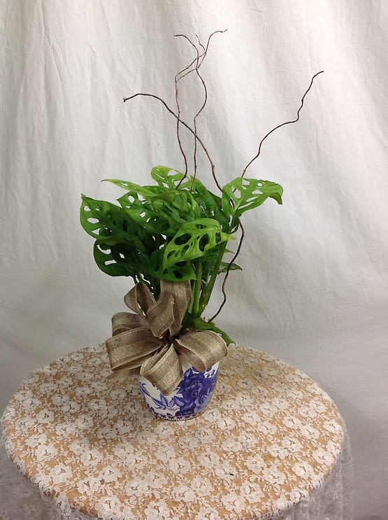 Swiss Cheese Philodendron Planter