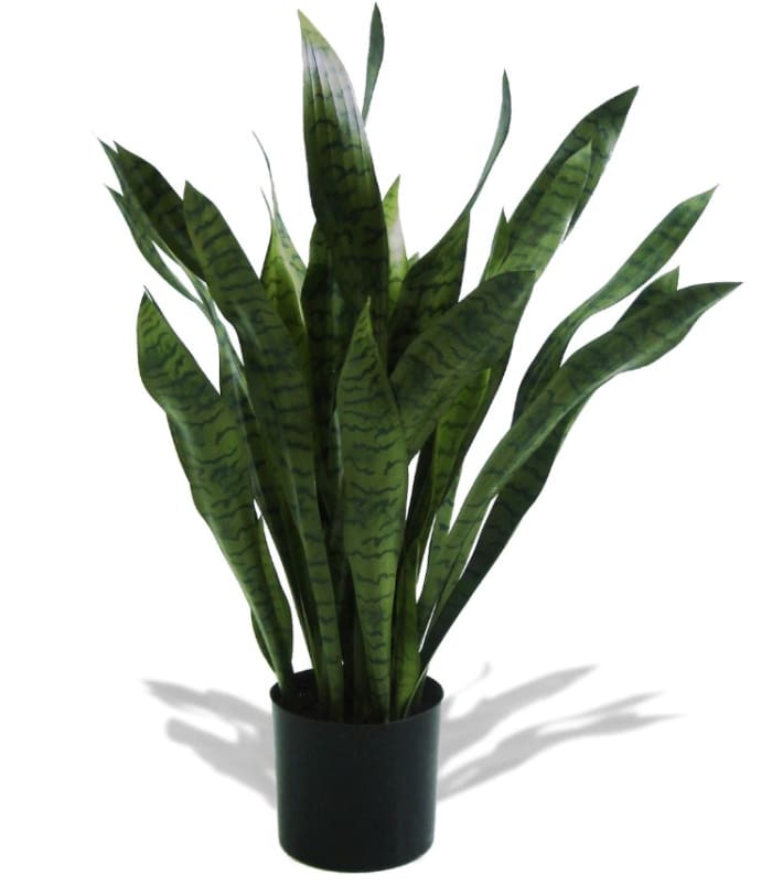 P1753 - 3' PTD BRAZILIAN SANSEVIERIA