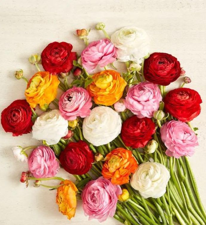 Radiant Ranunculus Bouquet