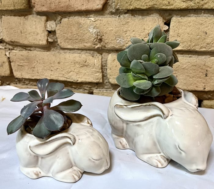 Succulent Sleepy Bunny Set