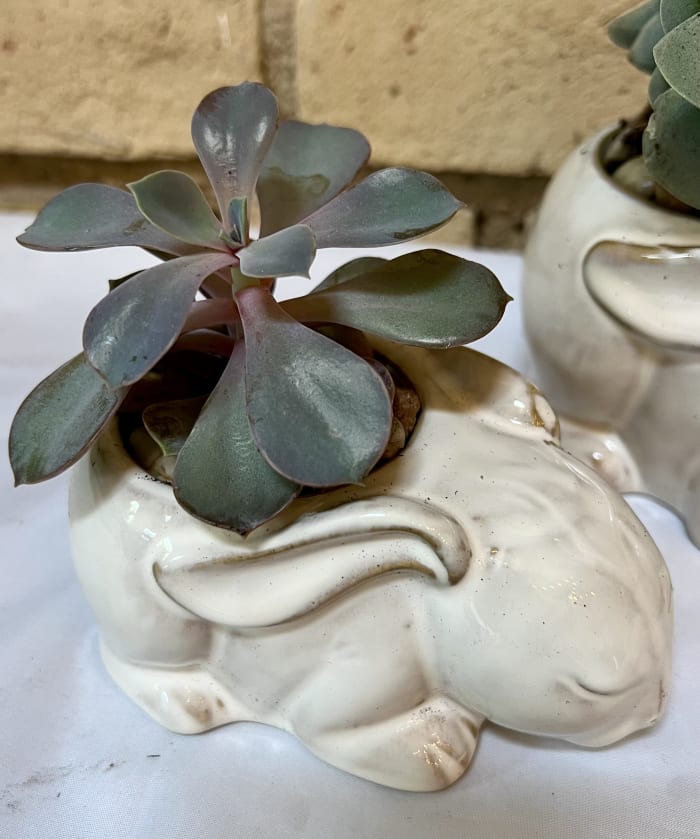 Succulent Sleepy Bunny Small