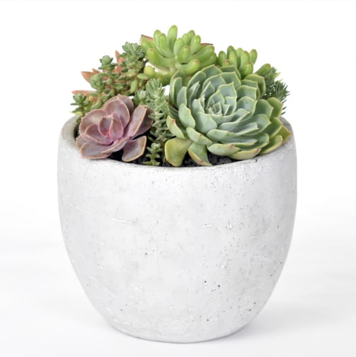 Pure Elegance Succulents