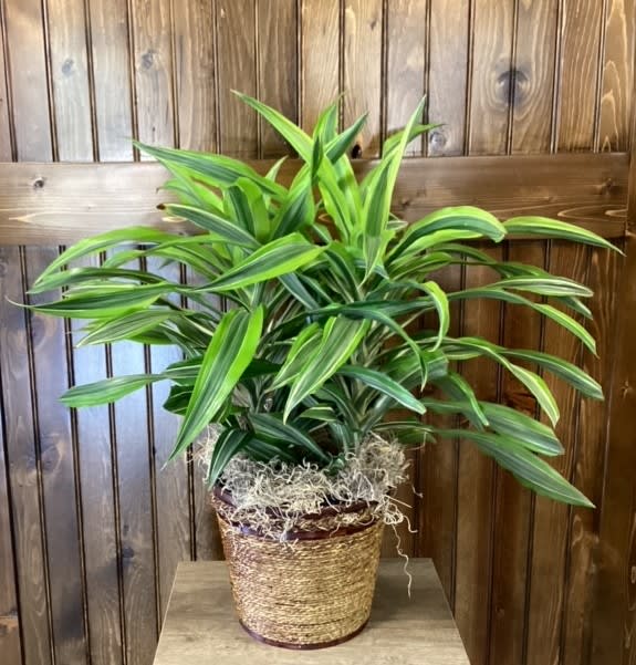 Lime Stripe Dracaena 8"