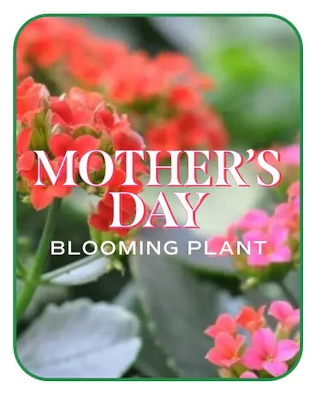 Mother's Day Blooming Plant