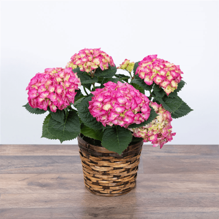 Pink Hydrangea Plant