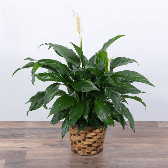 Peace Lily Plant 