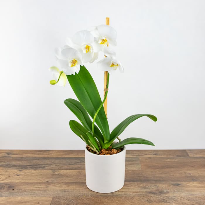 White Orchid Plant