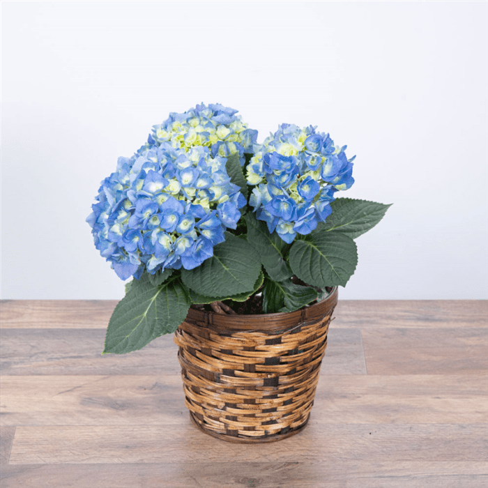 Blue Hydrangea Plant