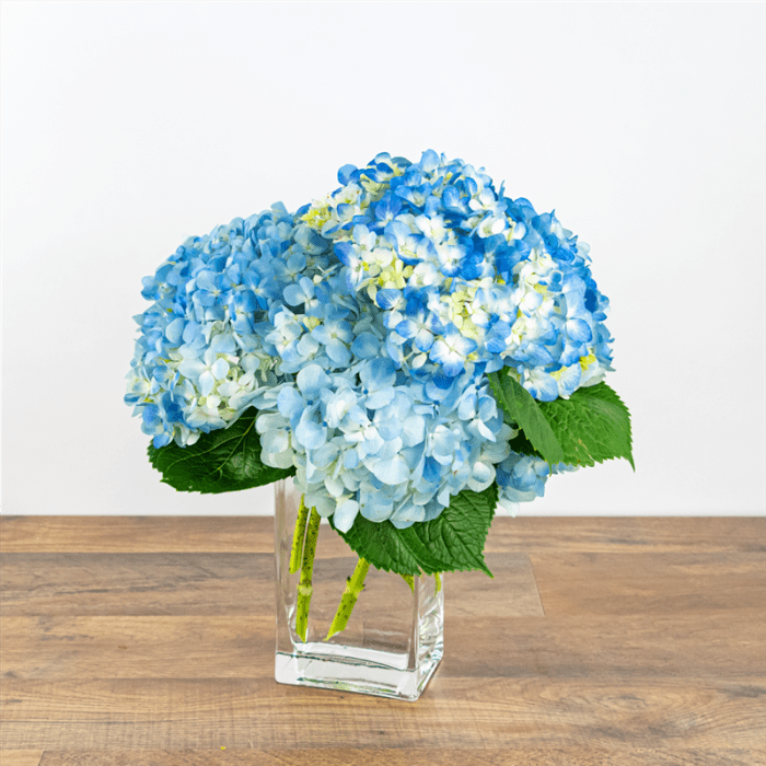 Hydrangeas In Blue