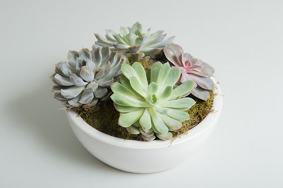 Succulent Garden