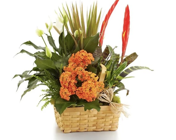 Sympathy Dish Garden Basket