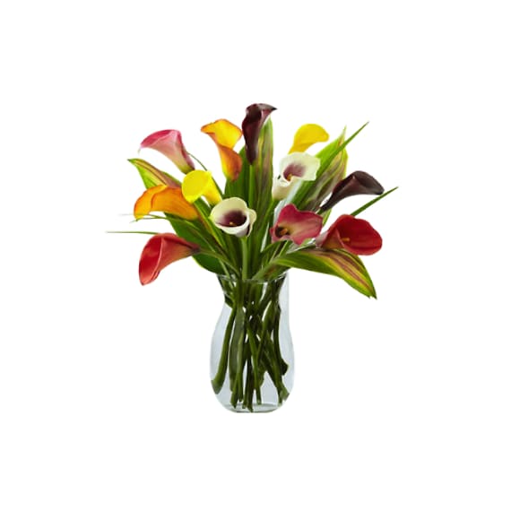 Captivating Calla Lilies