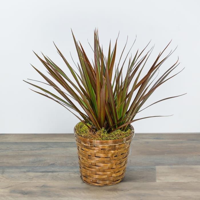 Dracaena Marginata in a Basket