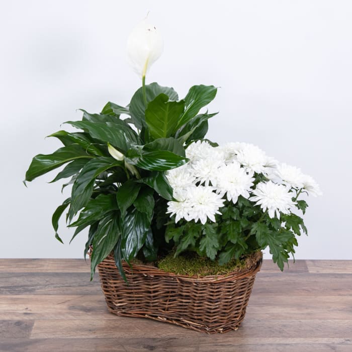 Peace Lily with White Mum Plant