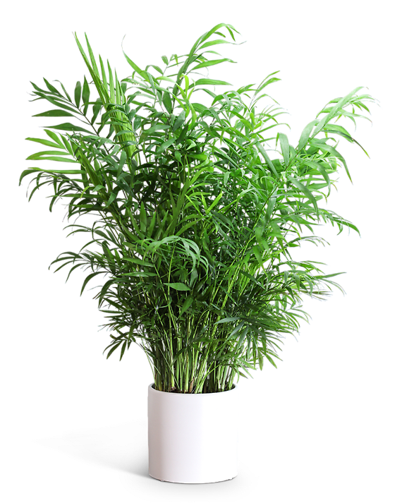 Areca Palm Plant