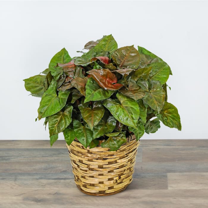 Arrowhead Plant in Basket