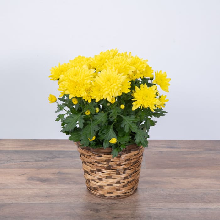 Yellow Chrysanthemum Plant