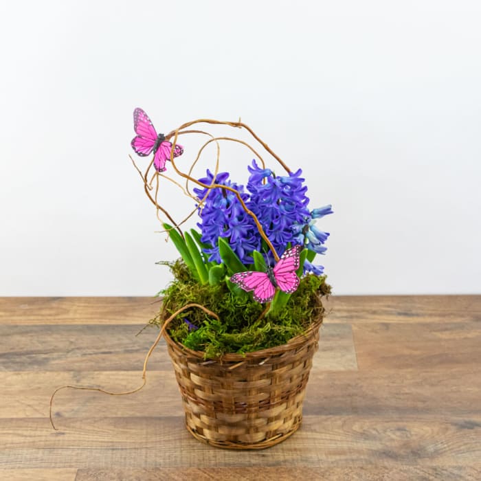 Hyacinth Plant in Basket