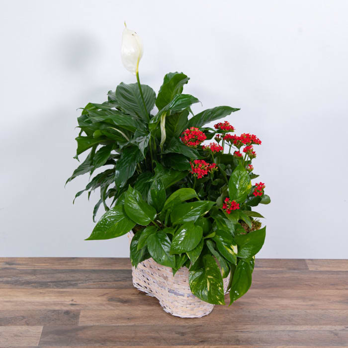 Verdant Basket