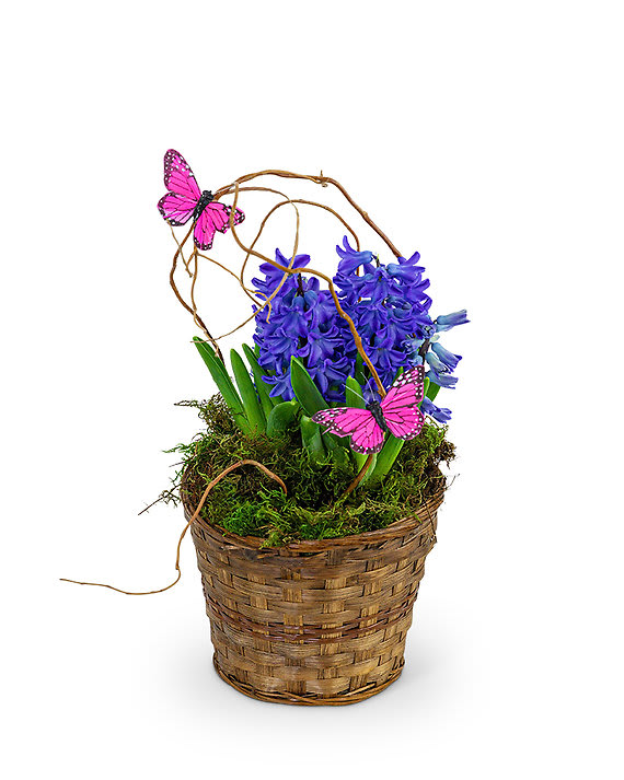 Hyacinth Plant In Basket