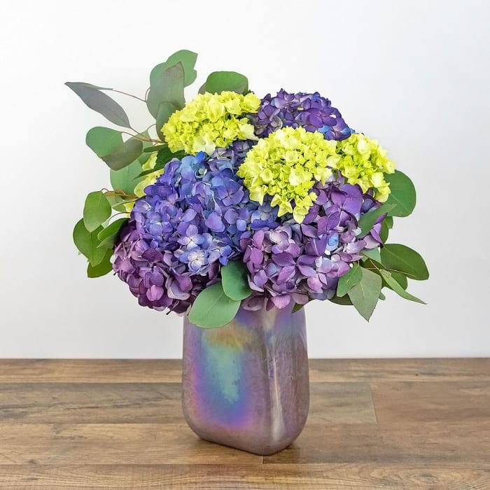 Hydrangea Harmony