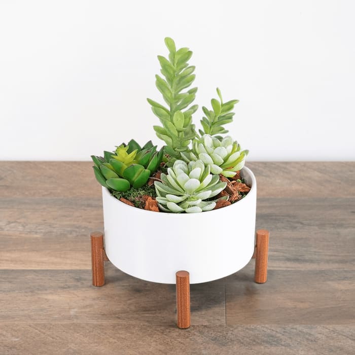 Mid-Century Succulent Garden