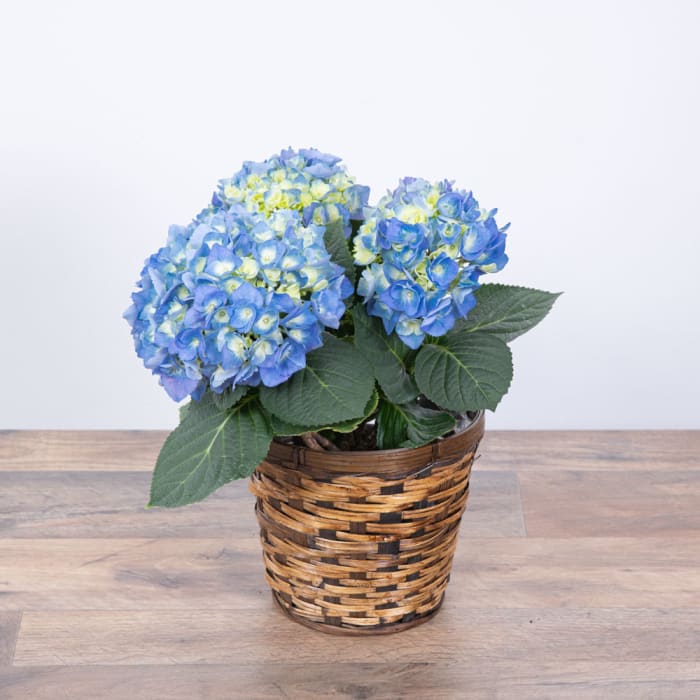 Blue Hydrangea Plant