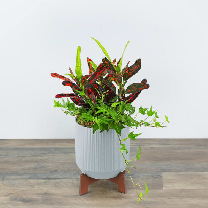 Classic Contemporary Plant