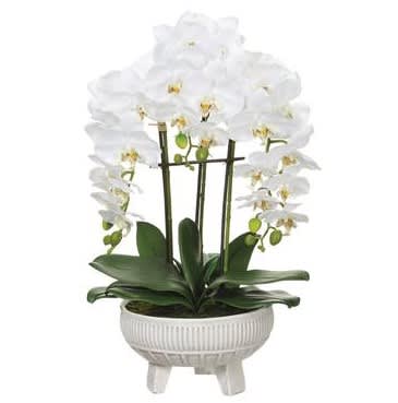 22" Phalaenopsis Plant