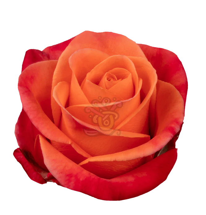 Orange Rose