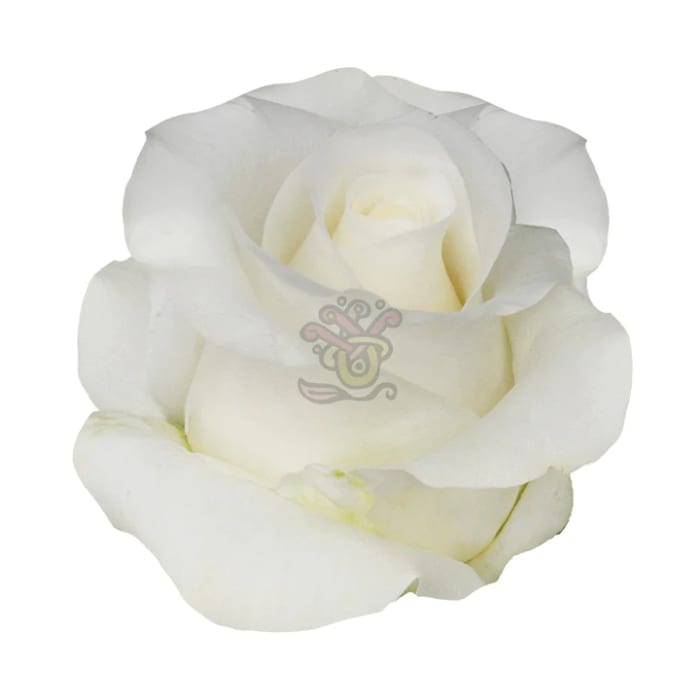 White Rose