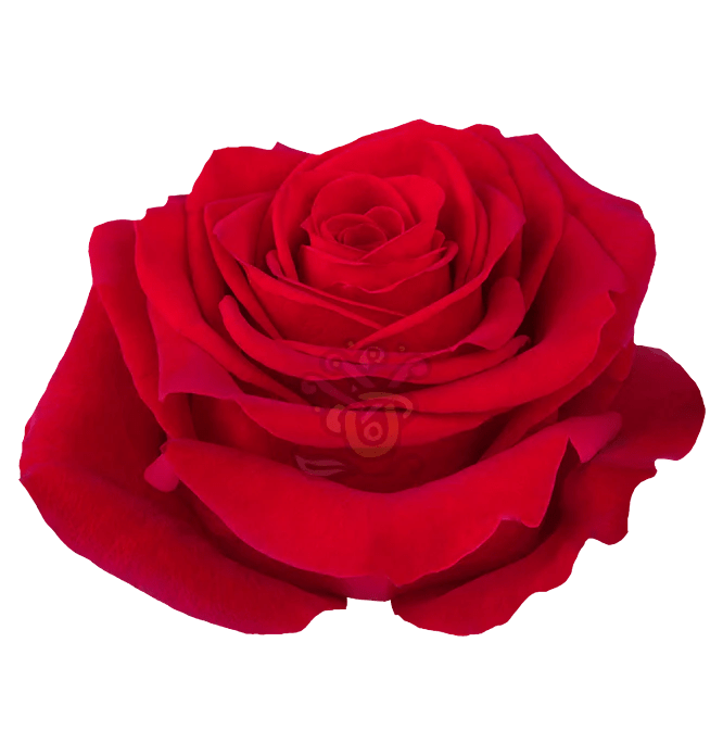 Red Rose