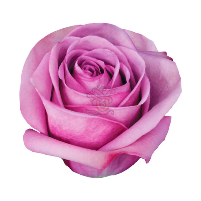 Lavender Rose