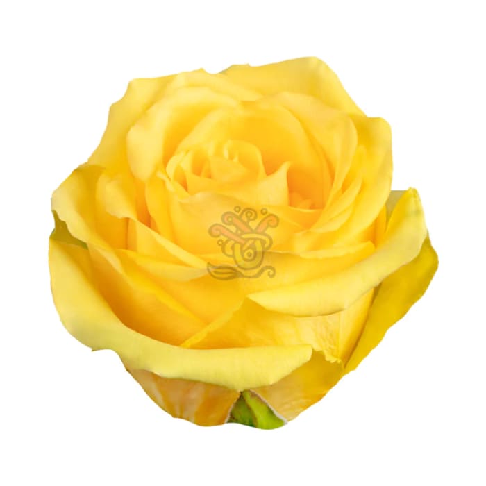 Yellow Rose