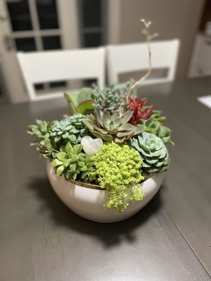 Branz Succulent garden