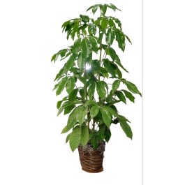 Umbrella Plant -Large