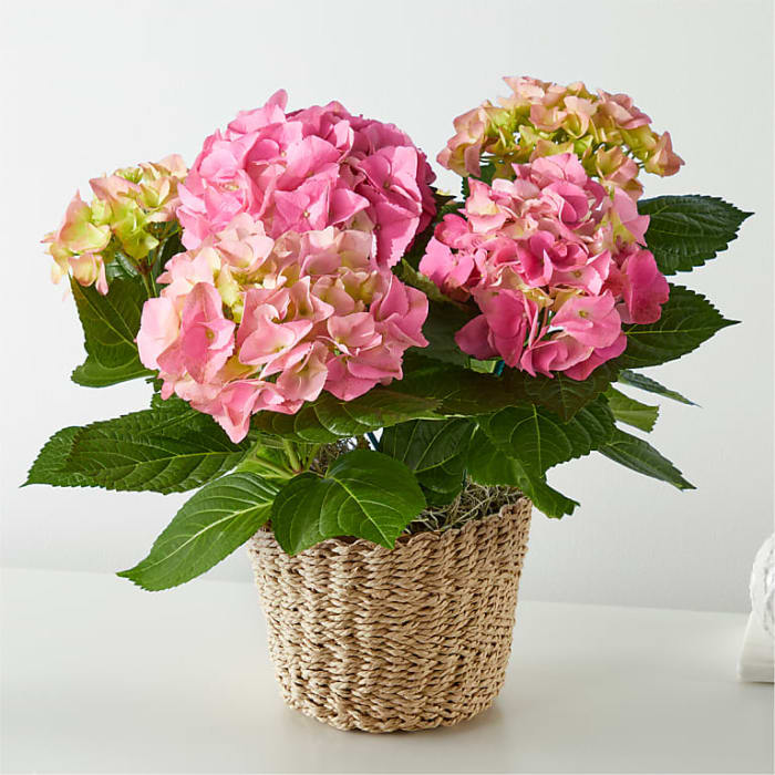 Pink Hydrangea Plant