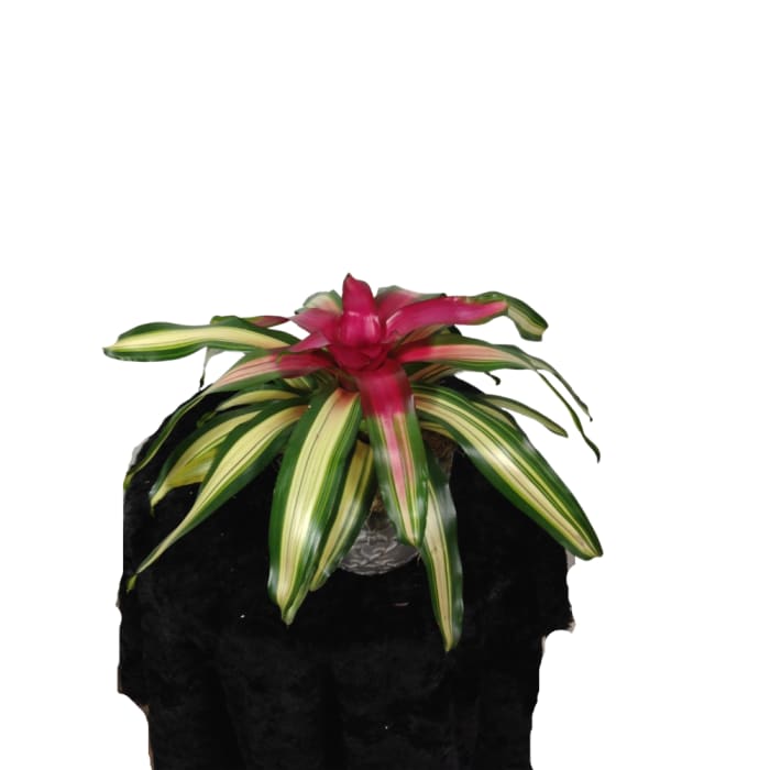 Bromeliad Plant