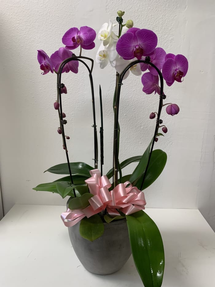 Orchid 0052