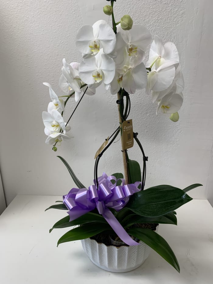 Orchid 0053