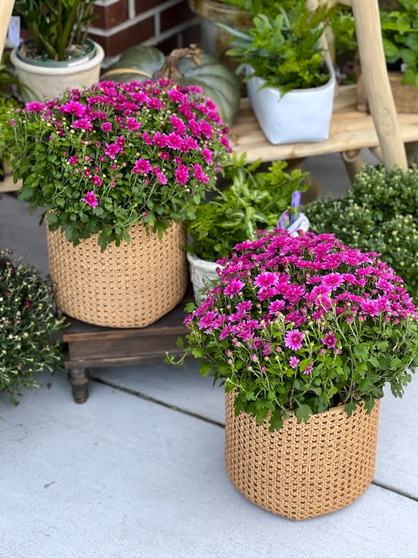 Chrysanthemum