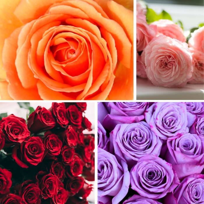 Single Roses Wrapped