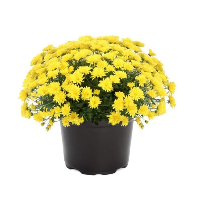 Fall Mum Pot