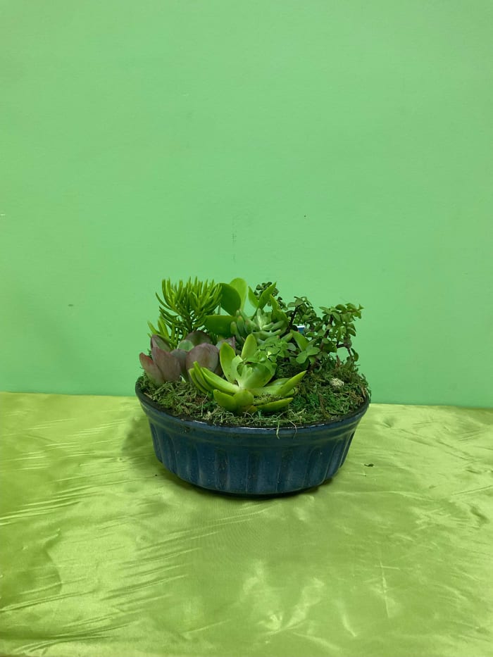 10" Succulent Dish Garden