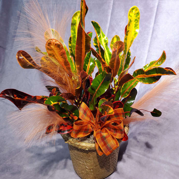Autumn Croton Plant