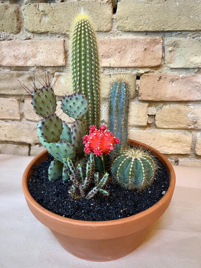 Cactus Garden