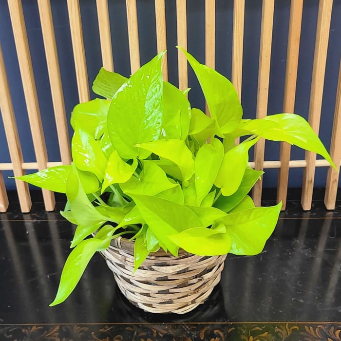Neon Pothos
